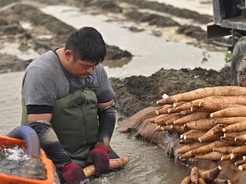 清晨採收人蔘山藥，保留最鮮活的狀態