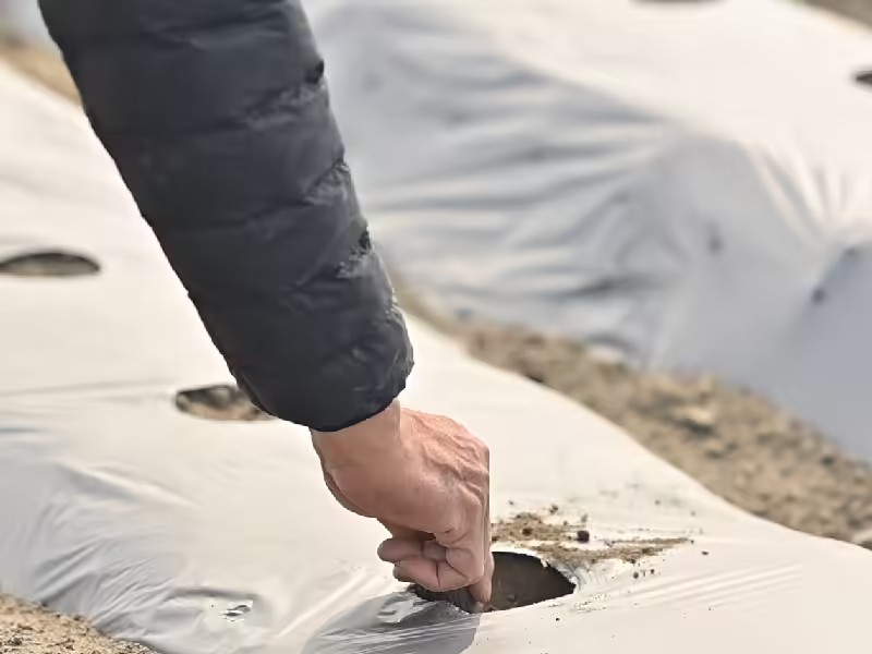 自然農法自由生長的人蔘山藥