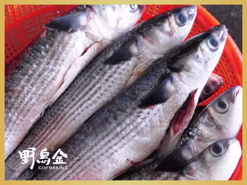 野生烏魚示意